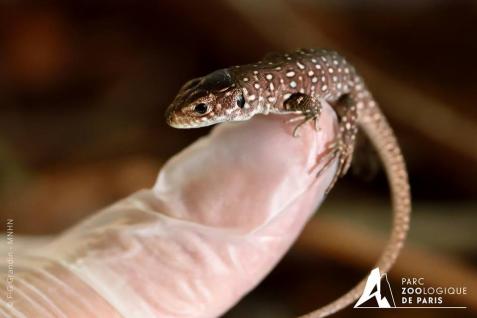 15 septembre naissance de petits lezards ocelles