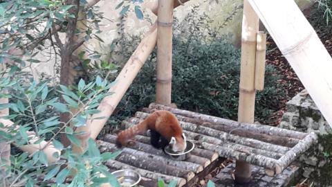 167 maya mange ses croquettes dans son bel enclos