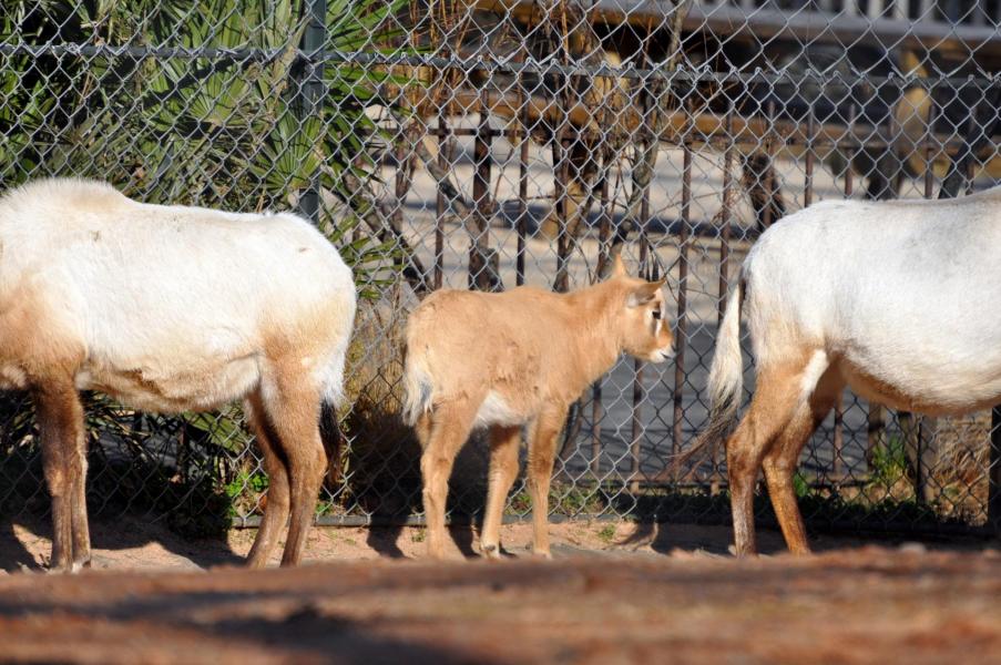 2 oryx d arabie2