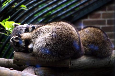 4 c est l heure de la sieste pour les ratons laveurs