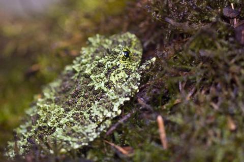 Grenouille mousse